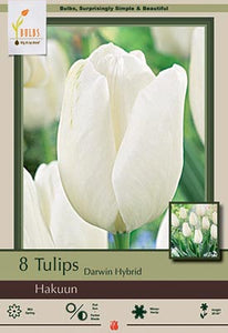 Tulip "Hakuun" Bulbs (7)