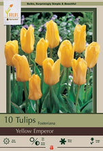 Load image into Gallery viewer, Tulip &#39;Yellow Emperor&#39; Bulbs
