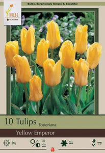 Tulip 'Yellow Emperor' Bulbs