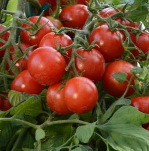 Tomato "Tumbler" Hanging Basket