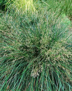 Deschampsia cespitosa 'Goldtau' Ornamental Grass