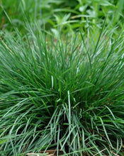 Load image into Gallery viewer, Deschampsia cespitosa &#39;Goldtau&#39; Ornamental Grass
