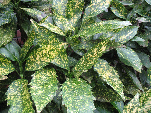 spotted laurel house plant Aucuba japonica 'Variegata' – Denchfield Nursery, Inc