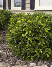Load image into Gallery viewer, Buxus sempervirens ‘Unraveled' Boxwood
