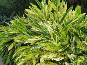 Alpinia zerumbet 'Varigated Shell Ginger'