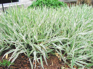 Phalaris arundinacea 'Picta' Ornamental Grass
