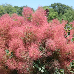 Cotinus coggygria 'The Velvet Fog' Smokebush