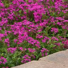 Load image into Gallery viewer, Verbena canadensis 'Homestead Hot Pink'
