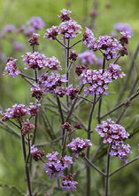 Load image into Gallery viewer, Verbena bonariensis 'Lollipop'
