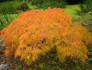 Acer palmatum Viridis' Japanese Maple