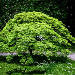 Acer palmatum Viridis' Japanese Maple