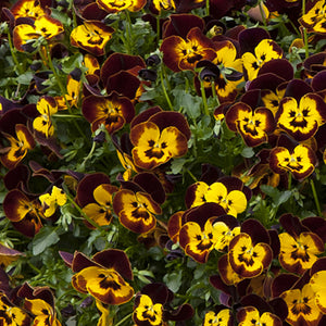 Pansy 'Cool Wave Fire' Hanging Basket