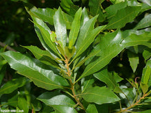 Load image into Gallery viewer, Myrica cerifera &#39;Southern Wax Myrtle&#39;
