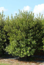 Load image into Gallery viewer, Myrica cerifera &#39;Southern Wax Myrtle&#39;
