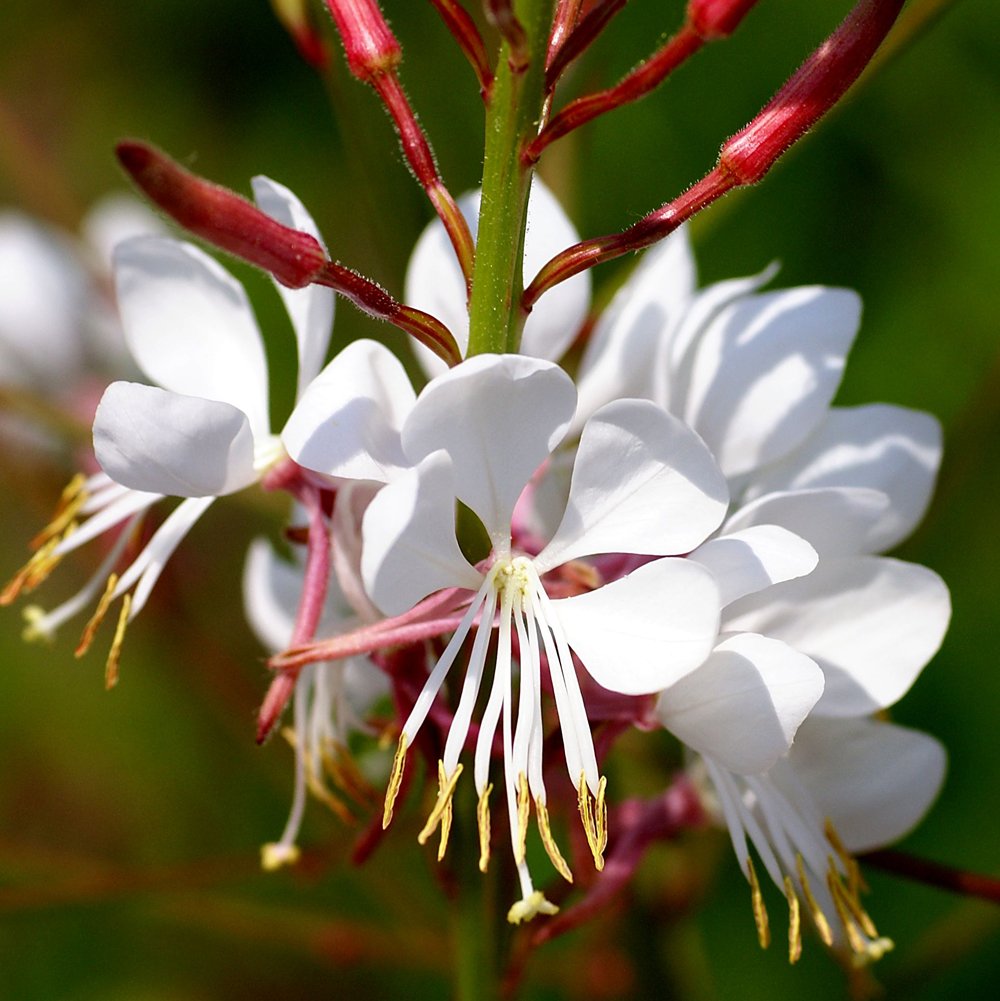 Gaura lindheimeri 'Whirling Butterflies' Bee Blossom