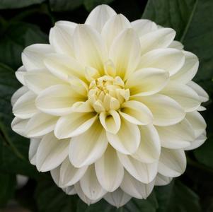 Dahlia 'Lisa White'