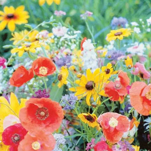 Wildflower Birds and Butterfly Mixture Seeds