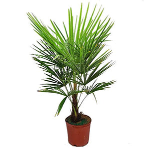 Trachycarpus fortunei 'Windmill' Palm