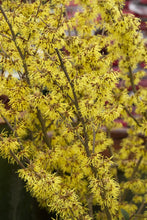 Load image into Gallery viewer, Hamamelis &#39;Arnold Promise&#39; Witch Hazel
