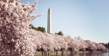 Load image into Gallery viewer, Prunus x yedoensis &#39;Yoshino&#39; Cherry
