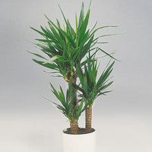 Load image into Gallery viewer, Yucca Cane
