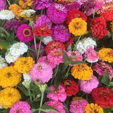 Zinnia Preciosa 'Premium Mix'